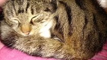 AIBU to think my cat is the cutest?