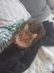 AIBU to think my cat is the cutest?