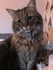 To cheer me up with photos of your pet? The first photo you have and the last?