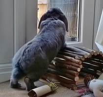 Let me see your fuzzy overlords?