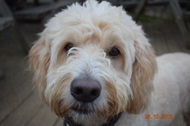 To cheer me up with photos of your pet? The first photo you have and the last?