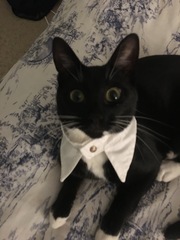 To cheer me up with photos of your pet? The first photo you have and the last?