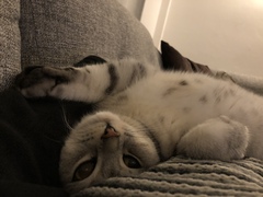 AIBU to think my cat is the cutest?