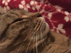 AIBU to think my cat is the cutest?
