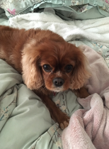 Why choose the breed you own?