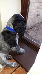 DH has died - niffler