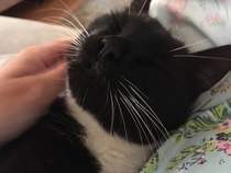 AIBU to think my cat is the cutest?