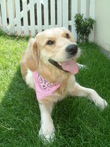To cheer me up with photos of your pet? The first photo you have and the last?