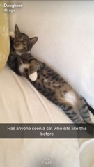 To cheer me up with photos of your pet? The first photo you have and the last?