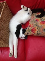 To cheer me up with photos of your pet? The first photo you have and the last?