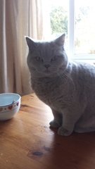 AIBU to think my cat is the cutest?