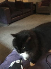 To cheer me up with photos of your pet? The first photo you have and the last?