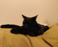 AIBU to think my cat is the cutest?