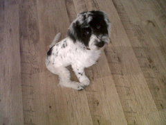 To cheer me up with photos of your pet? The first photo you have and the last?