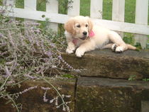 To cheer me up with photos of your pet? The first photo you have and the last?