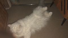 AIBU to think my cat is the cutest?