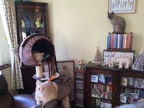 Indoor cat?