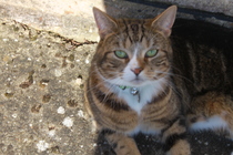 AIBU to think my cat is the cutest?