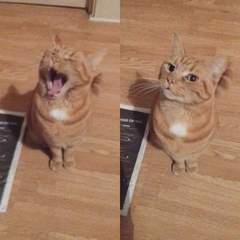 AIBU to think my cat is the cutest?