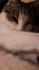 AIBU to think my cat is the cutest?