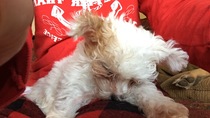 How do you house train a small breed puppy in this weather when they don't wan to go out?
