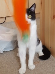 Our new family member is home!
