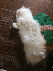 AIBU to think my cat is the cutest?