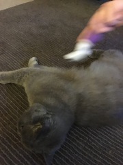 AIBU to think my cat is the cutest?