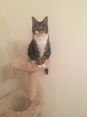 To cheer me up with photos of your pet? The first photo you have and the last?