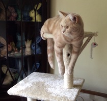 Indoor cat?