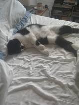 Let me see your fuzzy overlords?