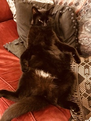 Let me see your fuzzy overlords?
