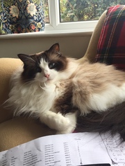 AIBU to think my cat is the cutest?