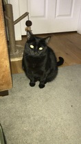 AIBU to think my cat is the cutest?