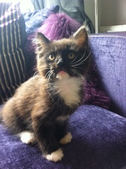 To cheer me up with photos of your pet? The first photo you have and the last?
