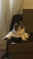 AIBU to think my cat is the cutest?