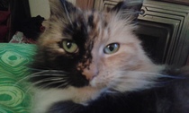 AIBU to think my cat is the cutest?