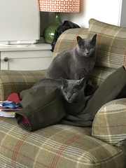 Helping chubby kitty slim down