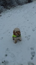 Is our dog miserable?