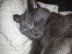 AIBU to think my cat is the cutest?