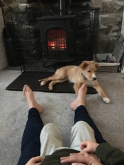 Puppy Survival Thread Part 5!