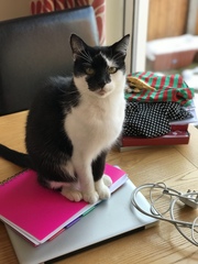 AIBU to think my cat is the cutest?