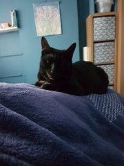 Let me see your fuzzy overlords?