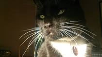 AIBU to think my cat is the cutest?