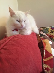 AIBU to think my cat is the cutest?