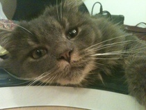 To cheer me up with photos of your pet? The first photo you have and the last?