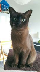 AIBU to think my cat is the cutest?