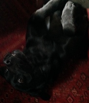 To cheer me up with photos of your pet? The first photo you have and the last?