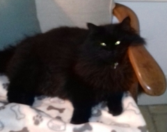 AIBU to think my cat is the cutest?