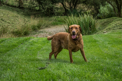 To cheer me up with photos of your pet? The first photo you have and the last?